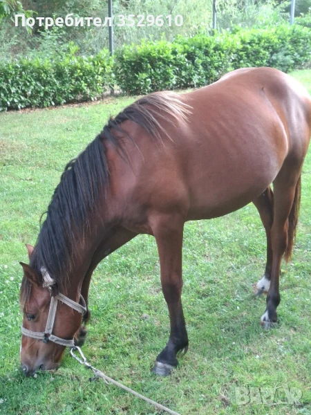 Кобила, снимка 1