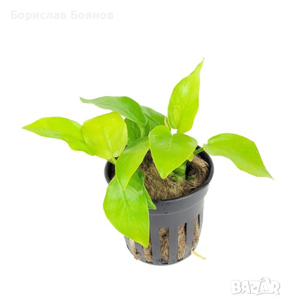 Anubias Nana Gold / Анубиас Нана Голд , снимка 1