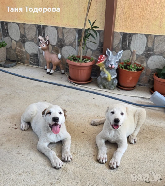 Продавам малки кучета Алабай, снимка 1