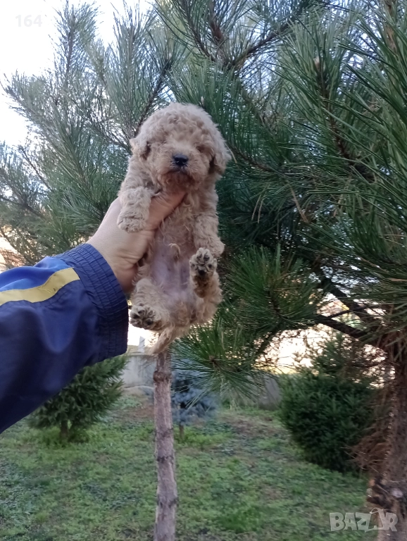 Мъжко Пуделче , снимка 1