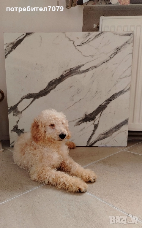 Мини пудел, снимка 1