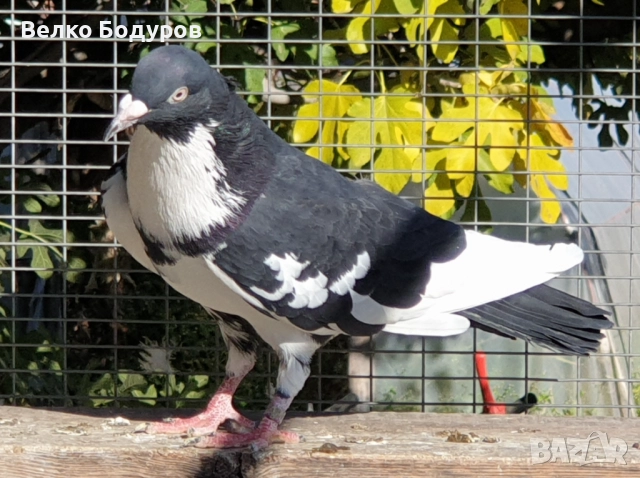 Пазарджишки високо летци. , снимка 7 - Гълъби - 52265511