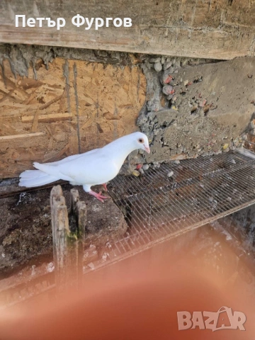 Продавам      млад  бял пощенски, снимка 2 - Гълъби - 53623996