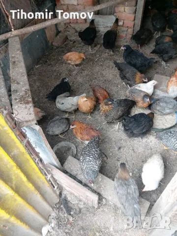 продавам ярки , снимка 1