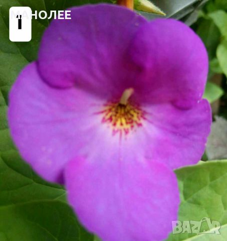АХИМЕНЕС - 11 вида, снимка 2 - Градински цветя и растения - 45075414