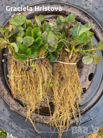 Продавам разсад ягоди , снимка 2 - Стайни растения - 54048116