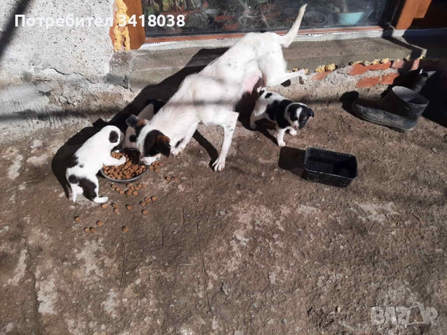 уникални кученца подарявам!, снимка 9 - Други - 53719470