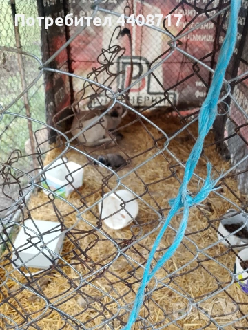 Продавам кучета кангали на 17 дена 