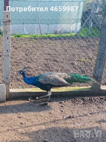 Пауни мъжки и женски 