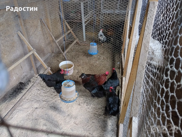 Черен маран оплодени яйца , снимка 5 - За птици - 53922801