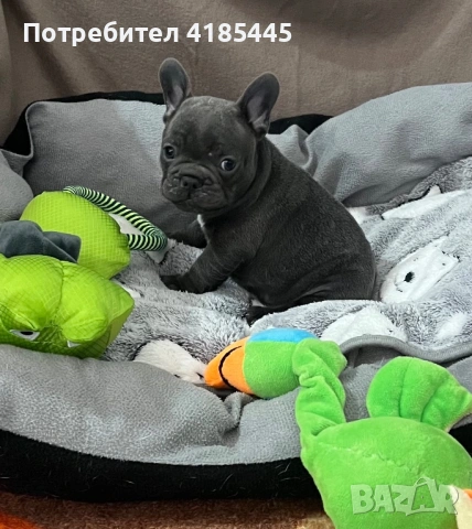 Френски булдог - МЪЖКИ
