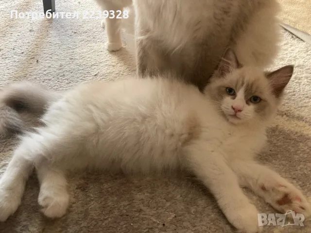 Регдол Ragdoll котета, снимка 5 - Други - 47147558