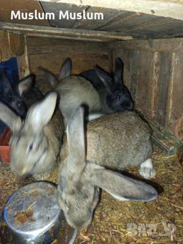 Zaici , снимка 16 - Други - 54212482