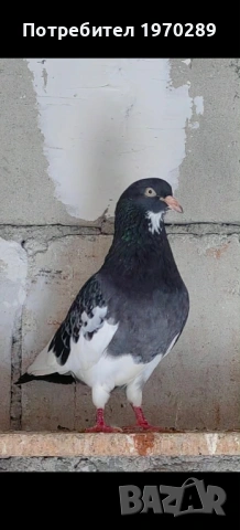 Пазарджишки