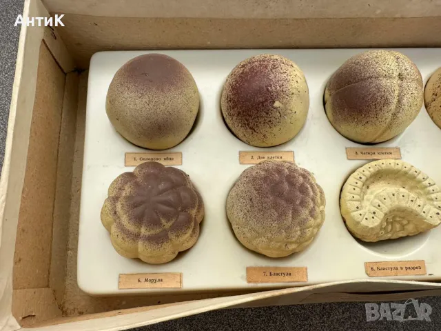 Соц Учебен Макет Модел Ембрионално Развитие при Човека, снимка 4 - Антикварни и старинни предмети - 50384228