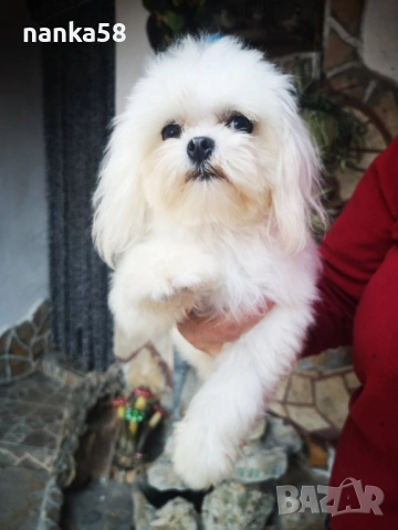 Продавам малтизер