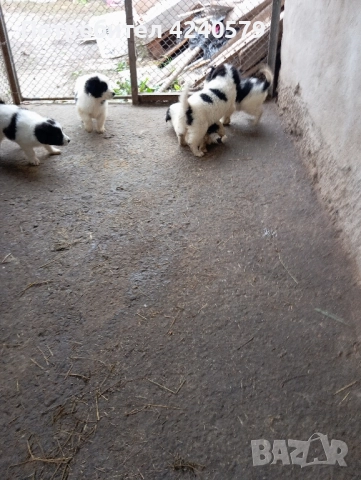 Каракачанки останаха мъжки кутрета, снимка 17 - Каракачанска овчарка - 52105803