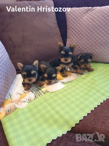 йорки йоркширски териер , снимка 1