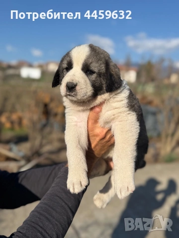 Кученца Алабай, снимка 7 - Алабай - 53922557