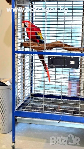 Скарлет Ара 4 г., снимка 4 - Папагали - 52448510