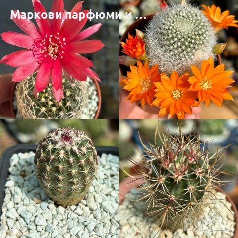 Продавам екзотични кактуси, колекционерски, редки видове - Echinocereus Nicholii, El Capitan и други, снимка 9 - Градински цветя и растения - 46569146