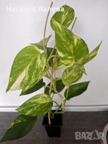 Епипремнум, epipremnum Golden