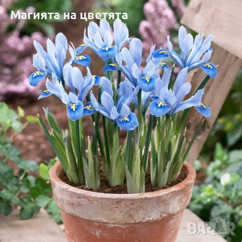 Луковици на ириси Reticulata ( ниски)
