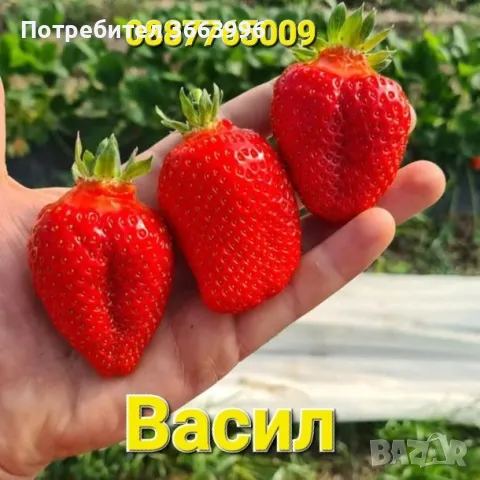 Продавам елитен разсад ягоди и малини 