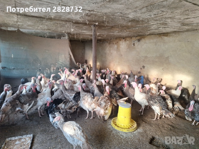 Продавам пуяци 