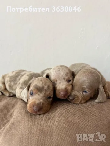 Дакел, снимка 5 - Дакели - 50423865