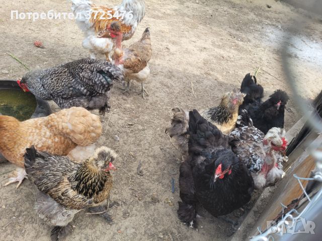 Кокошки , снимка 1 - Кокошки и пуйки - 46413707