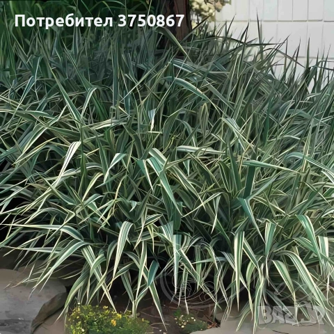 🌿🩷🍀 Декоративна трева Фаларис (Phalaris picta), снимка 3 - Градински цветя и растения - 53021071