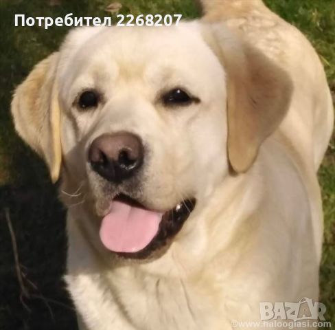 Labrador retriever puppies - Astorela kennel, снимка 8 - Лабрадор ретривър - 45256494