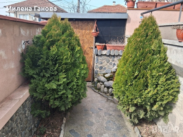  Туя два броя , снимка 3 - Градински цветя и растения - 53692632