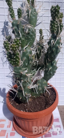 Продавам кактус , снимка 12 - Стайни растения - 54298077