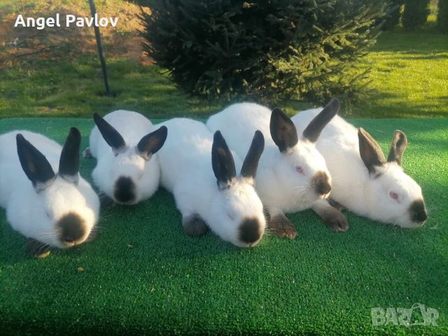 Калифорнийски зайци , снимка 3 - Други животни - 46039117