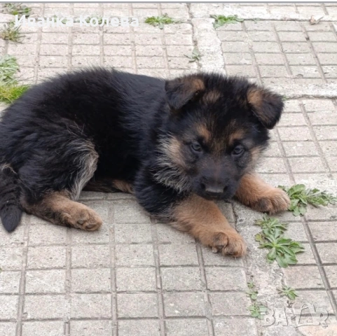 Продавам немски овчарки на 45 дена