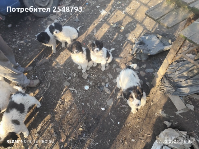 Каракачанки , снимка 9 - Каракачанска овчарка - 53824577