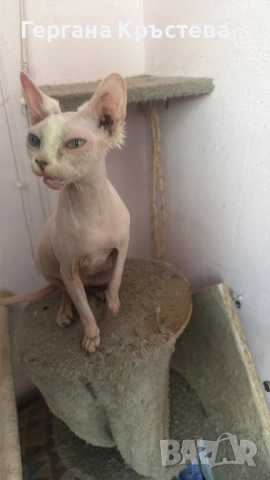 Канадски Сфинкс , снимка 9 - Сфинксове - 52597578