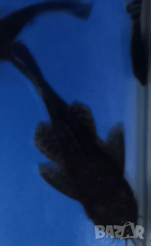 Разменям мъжки обикновен анциструс 