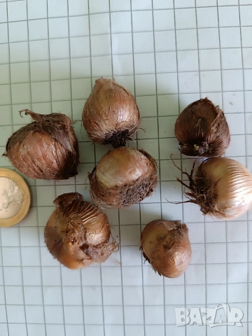 Оксалис Iron Cross , снимка 4 - Сортови семена и луковици - 53475229