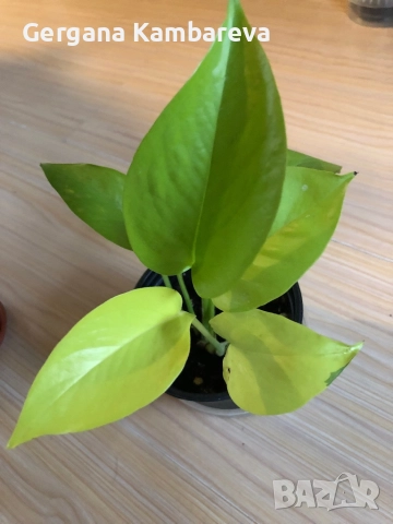 Epipremnum Neon , снимка 2 - Стайни растения - 52671570