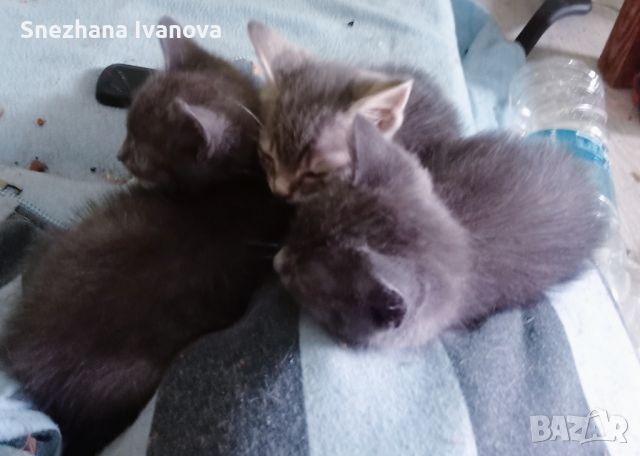 две сиви котенца момичета търсят семейство , снимка 3 - Руска синя котка - 45626946