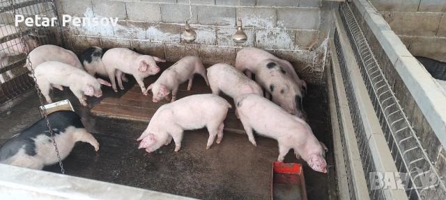 Малки прасета 18-25кг, снимка 3 - Прасета - 53454112