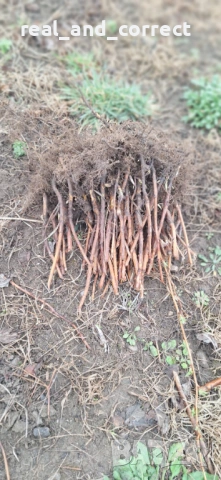 НЕВЕРОЯТЕН СВЕЖ РАЗСАД Ягоди и Малини от Произведител, снимка 14 - Разсади - 53487031