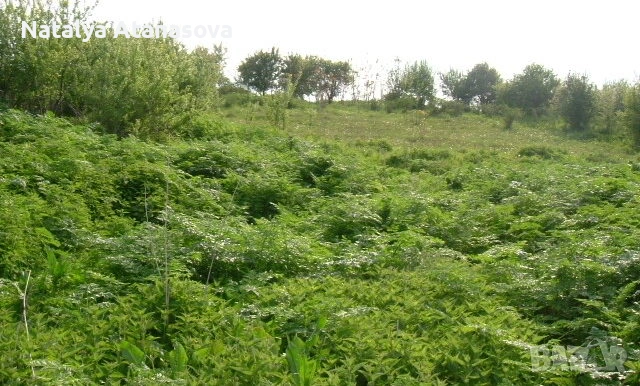 Парцел за продажба в Дряновец, област Добрич