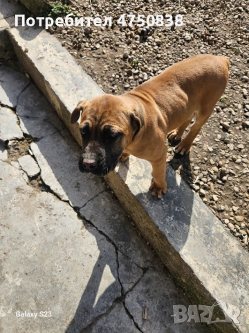 Продавам кане корсо на 3 месеца има ваксини ще напусна бг и за това го продавам, снимка 3 - Кане корсо - 53655236