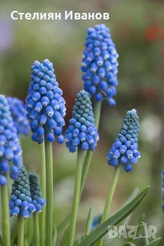 Арменско кукувиче грозде, гроздов зюмбюл, мускари (Muscari armeniacum) – луковички, снимка 1 - Сортови семена и луковици - 47953683