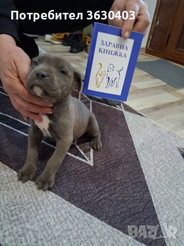 Кане Корсо сиви , снимка 11 - Кане корсо - 53402339