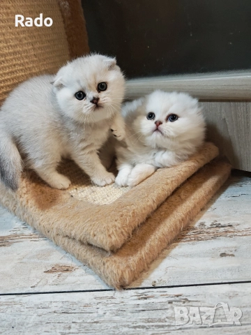 Клепоухи и правоухи сребърни чинчили , снимка 7 - Британска късокосместа - 52890489